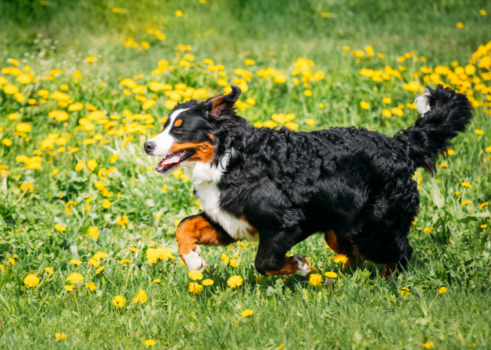 Classement des 63 races de chiens les plus intelligents 