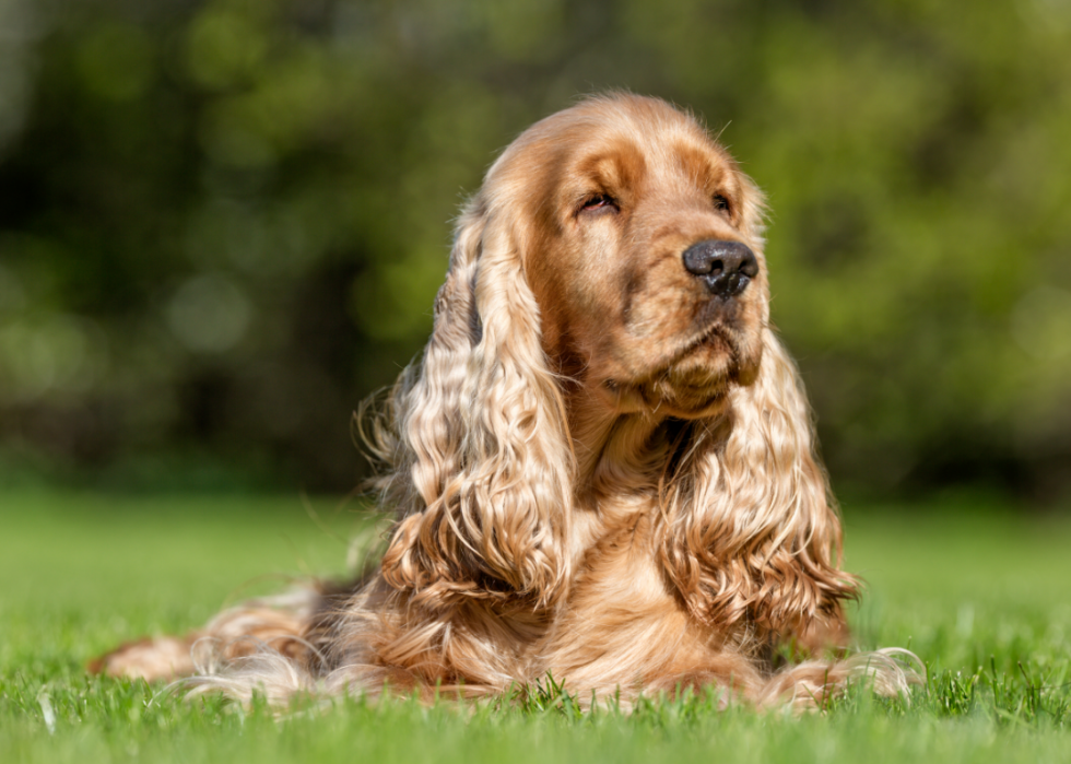 Classement des 63 races de chiens les plus intelligents 