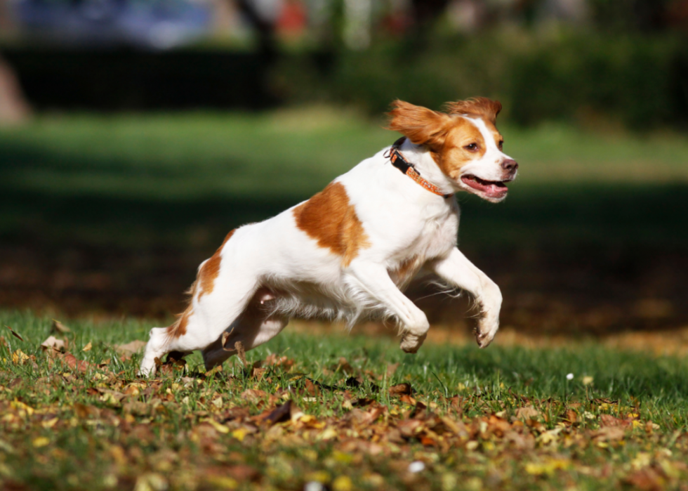 Classement des 63 races de chiens les plus intelligents 