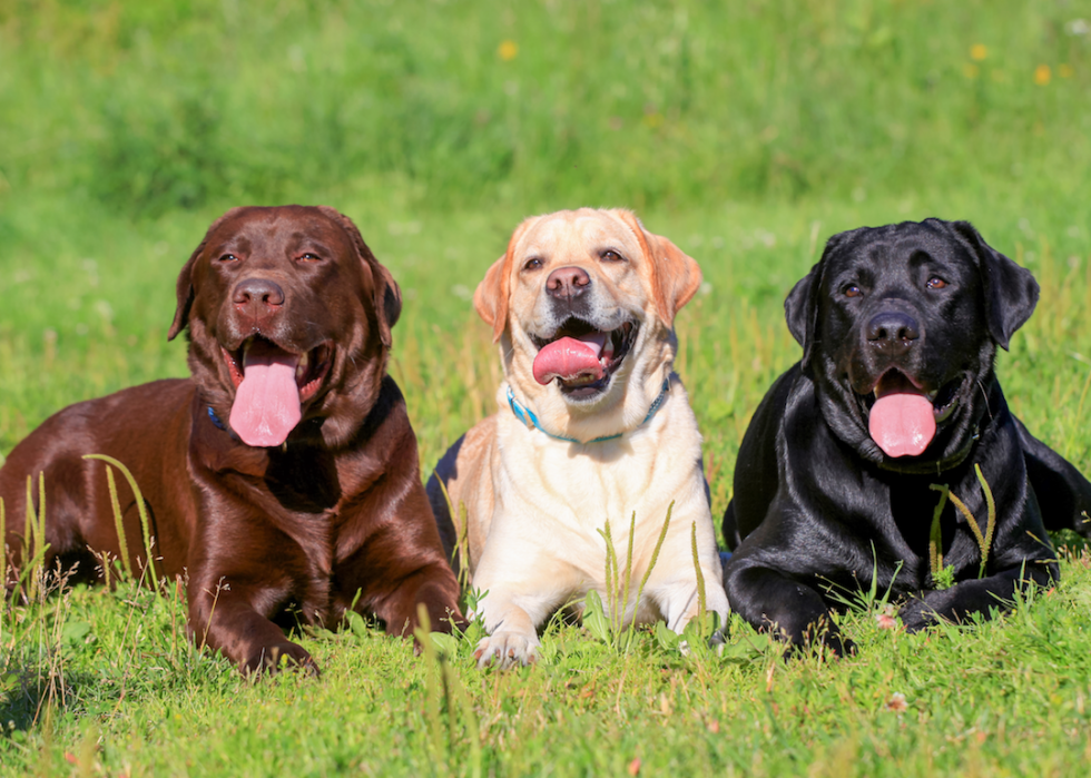 Classement des 63 races de chiens les plus intelligents 