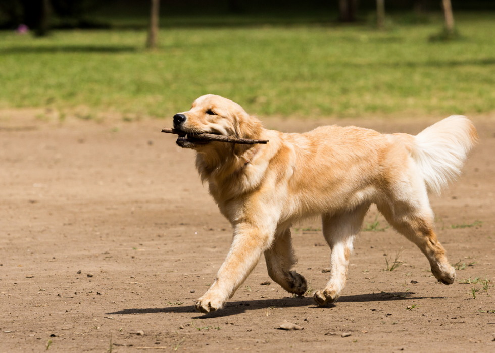 Classement des 63 races de chiens les plus intelligents 