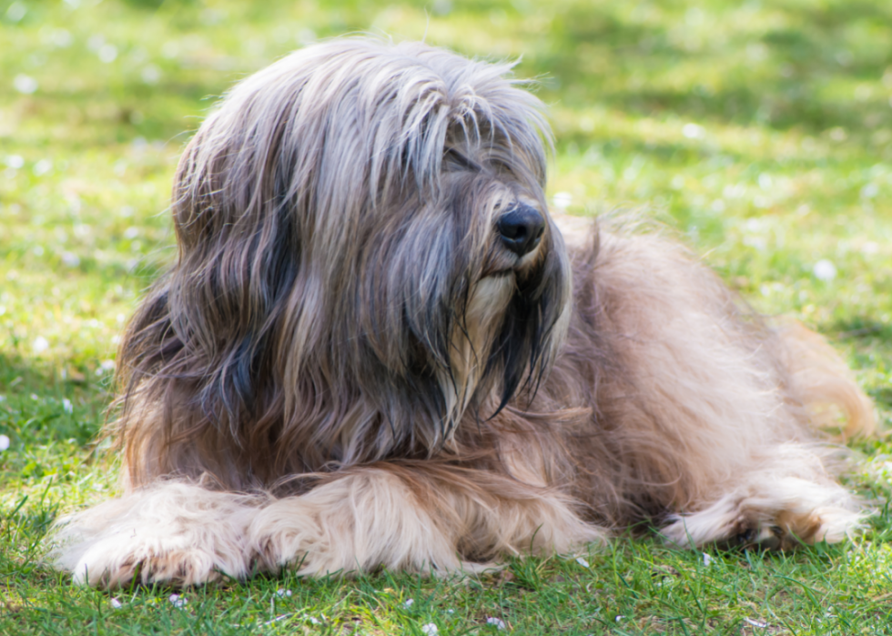 Races de chiens les moins populaires en Amérique 