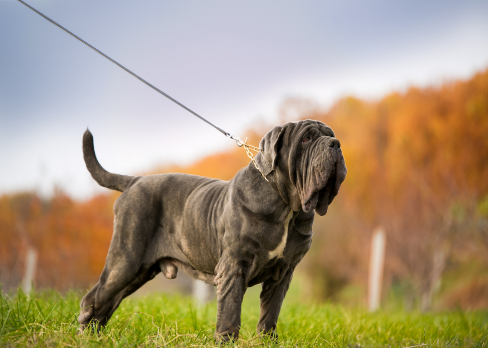 Races de chiens les moins populaires en Amérique 