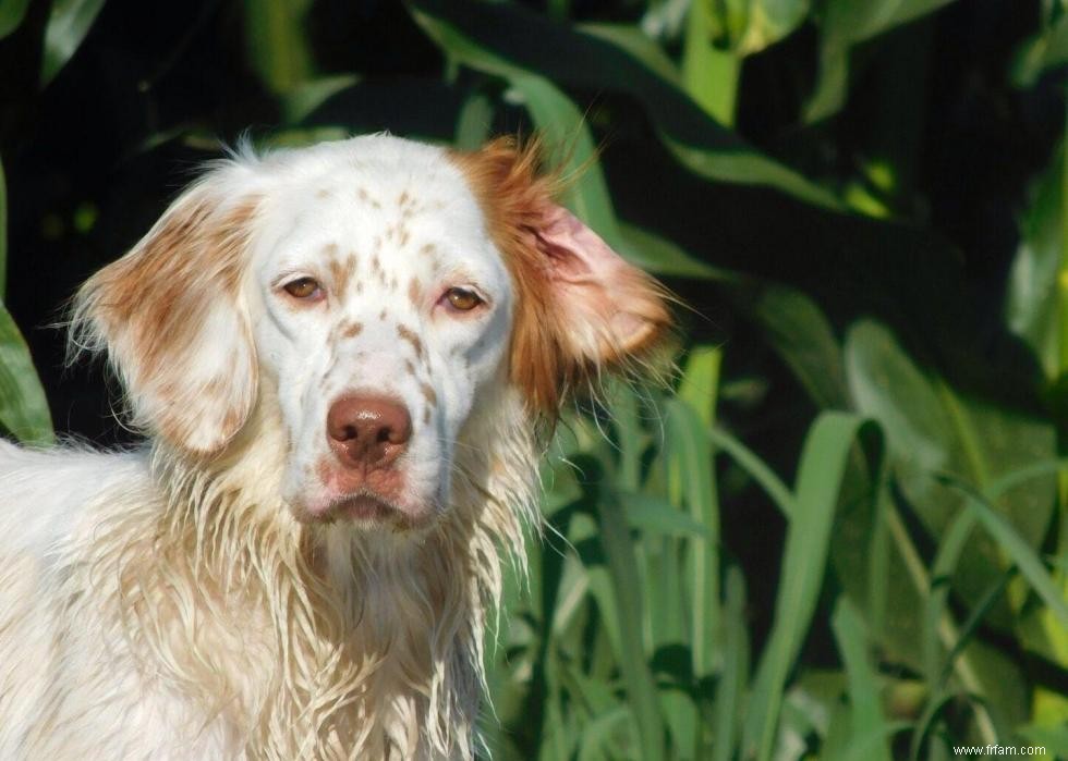 Races de chiens les moins populaires en Amérique 