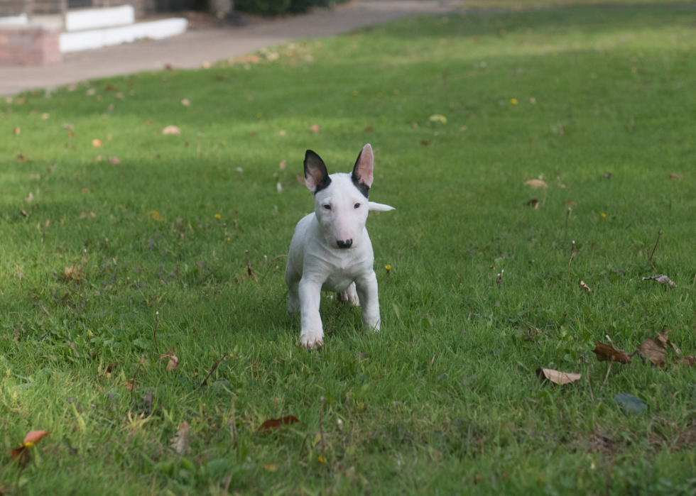 Races de chiens les moins populaires en Amérique 