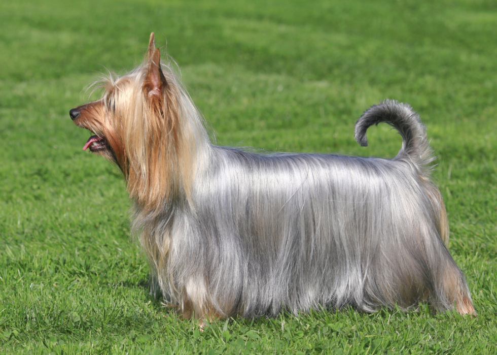 Races de chiens les moins populaires en Amérique 