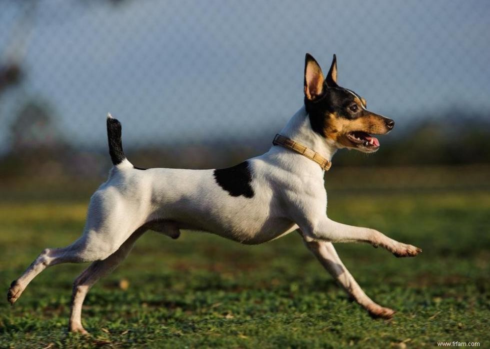 Races de chiens les moins populaires en Amérique 