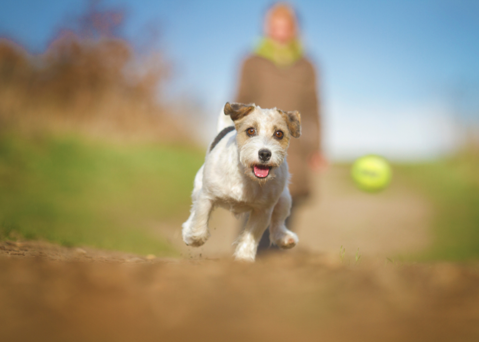 Races de chiens les moins populaires en Amérique 