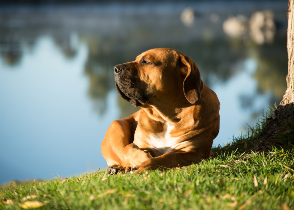 Races de chiens les moins populaires en Amérique 