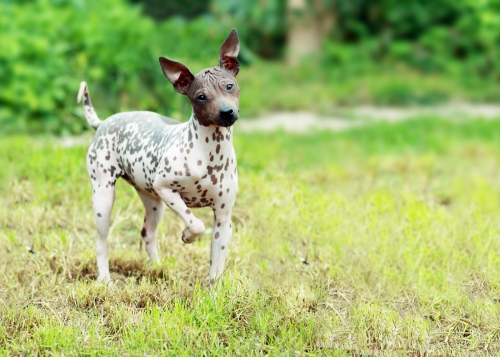 Races de chiens les moins populaires en Amérique 