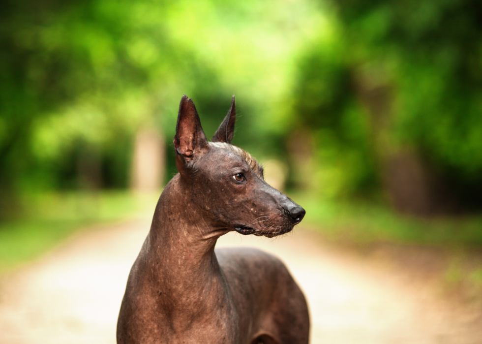 Races de chiens les moins populaires en Amérique 