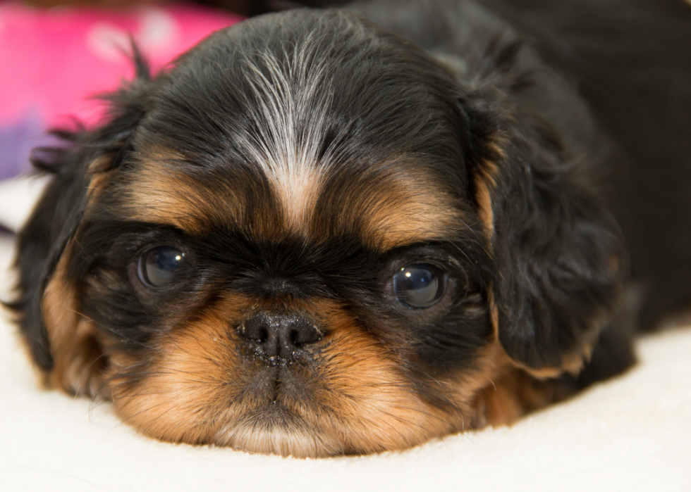 Races de chiens les moins populaires en Amérique 