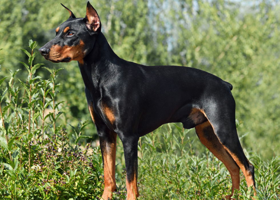 Races de chiens les moins populaires en Amérique 