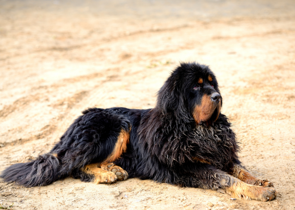 Races de chiens les moins populaires en Amérique 