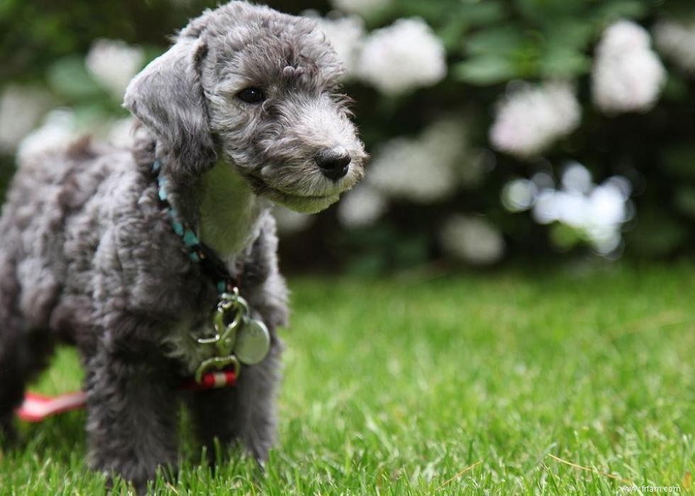 Races de chiens les moins populaires en Amérique 