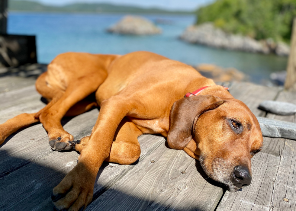 Races de chiens les moins populaires en Amérique 