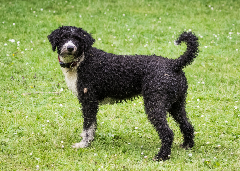 Races de chiens les moins populaires en Amérique 