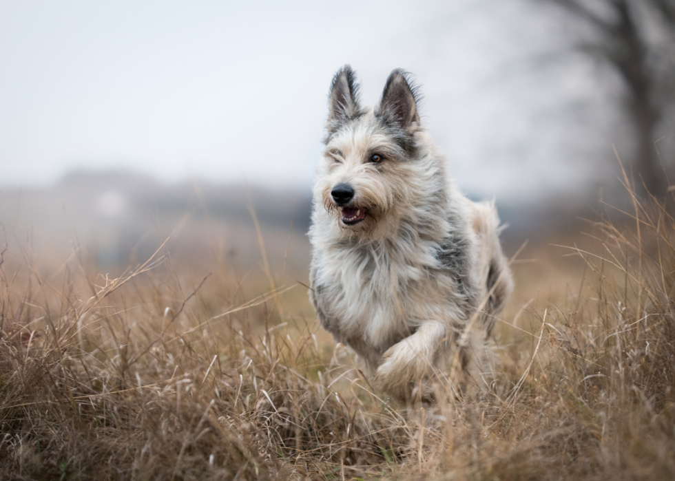 Races de chiens les moins populaires en Amérique 