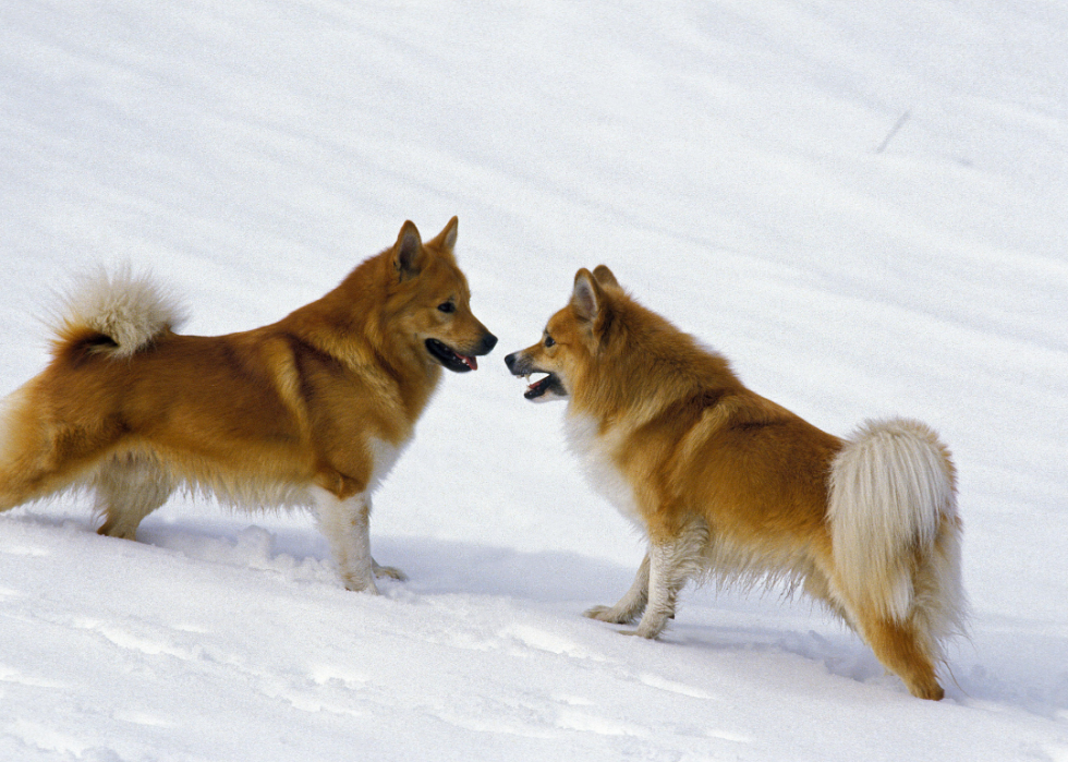 Races de chiens les moins populaires en Amérique 