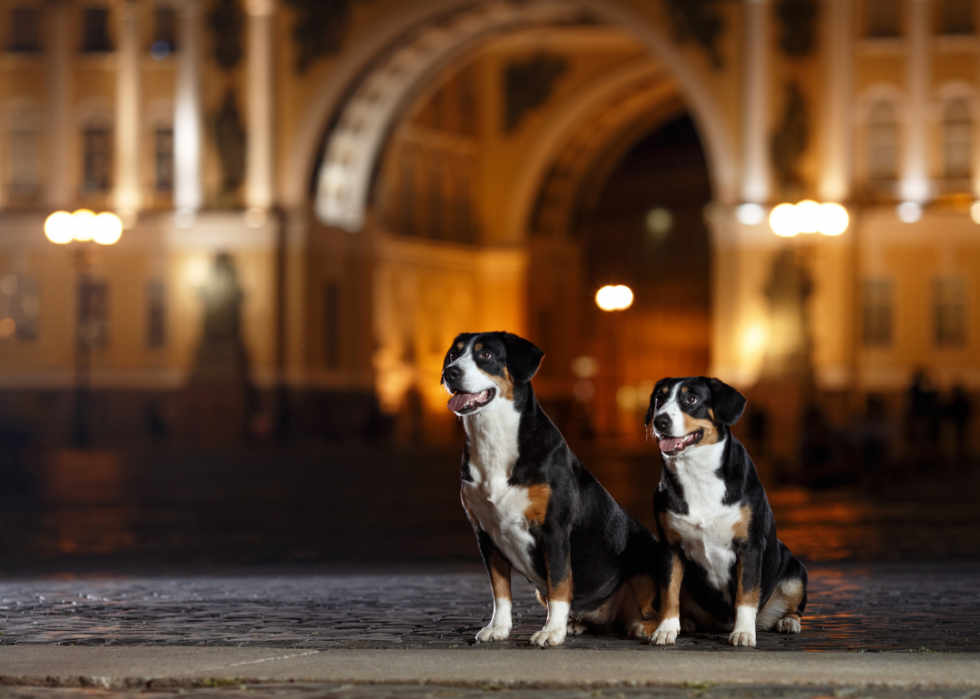 Races de chiens les moins populaires en Amérique 