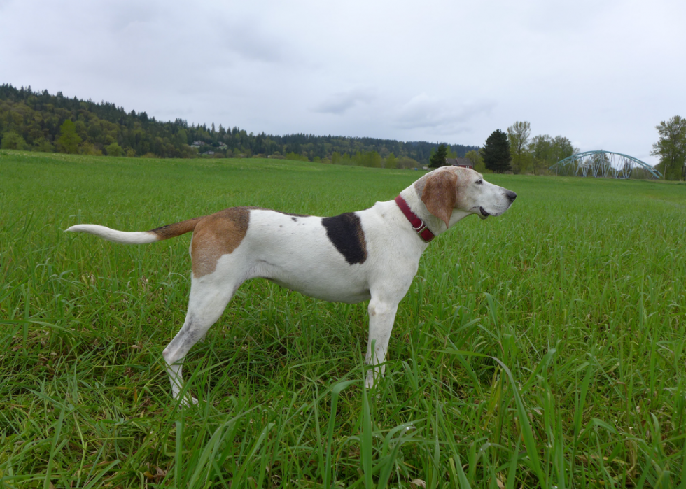 Races de chiens les moins populaires en Amérique 