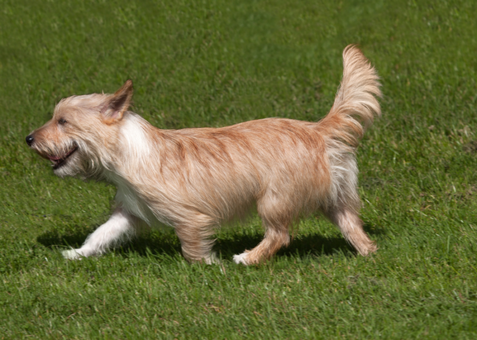 Races de chiens les moins populaires en Amérique 