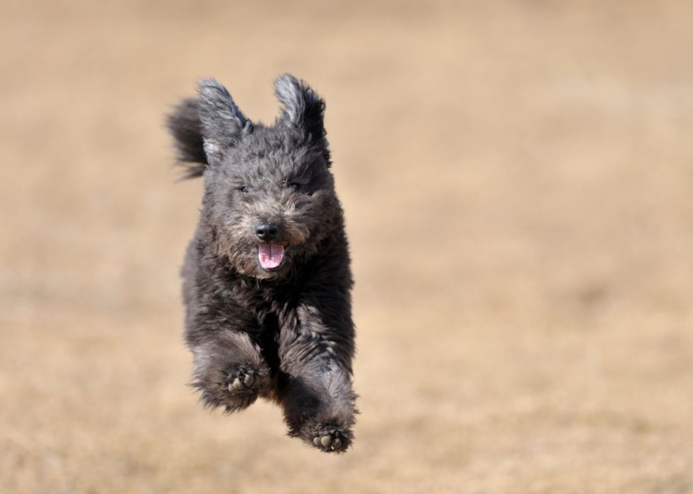 Races de chiens les moins populaires en Amérique 