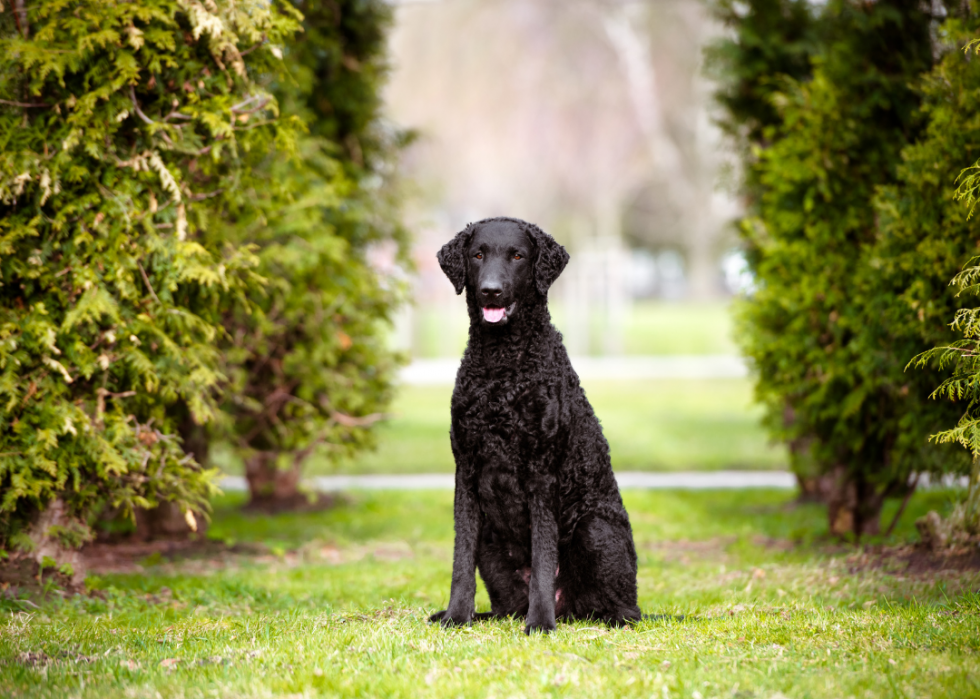 Races de chiens les moins populaires en Amérique 