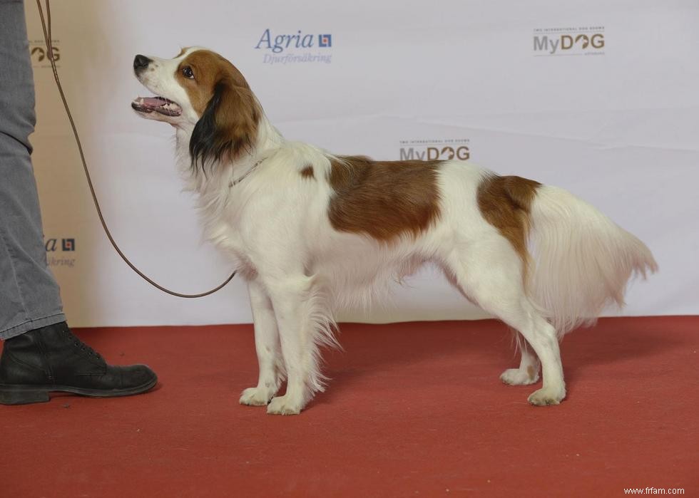 Races de chiens les moins populaires en Amérique 