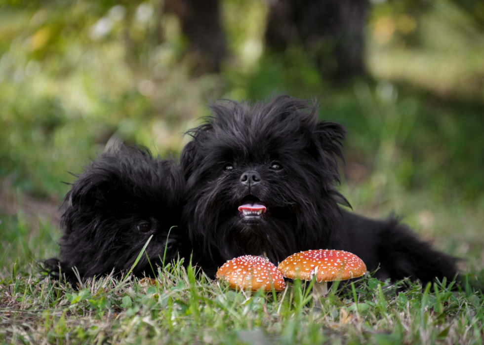 Races de chiens les moins populaires en Amérique 