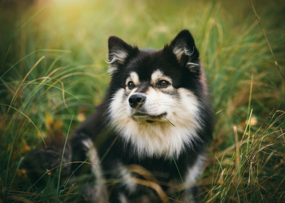 Races de chiens les moins populaires en Amérique 