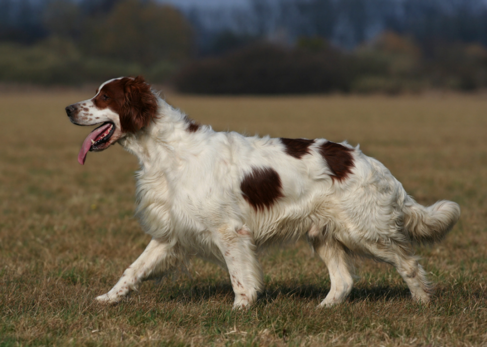 Races de chiens les moins populaires en Amérique 