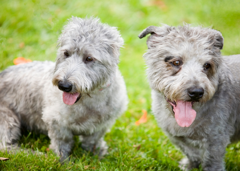 Races de chiens les moins populaires en Amérique 