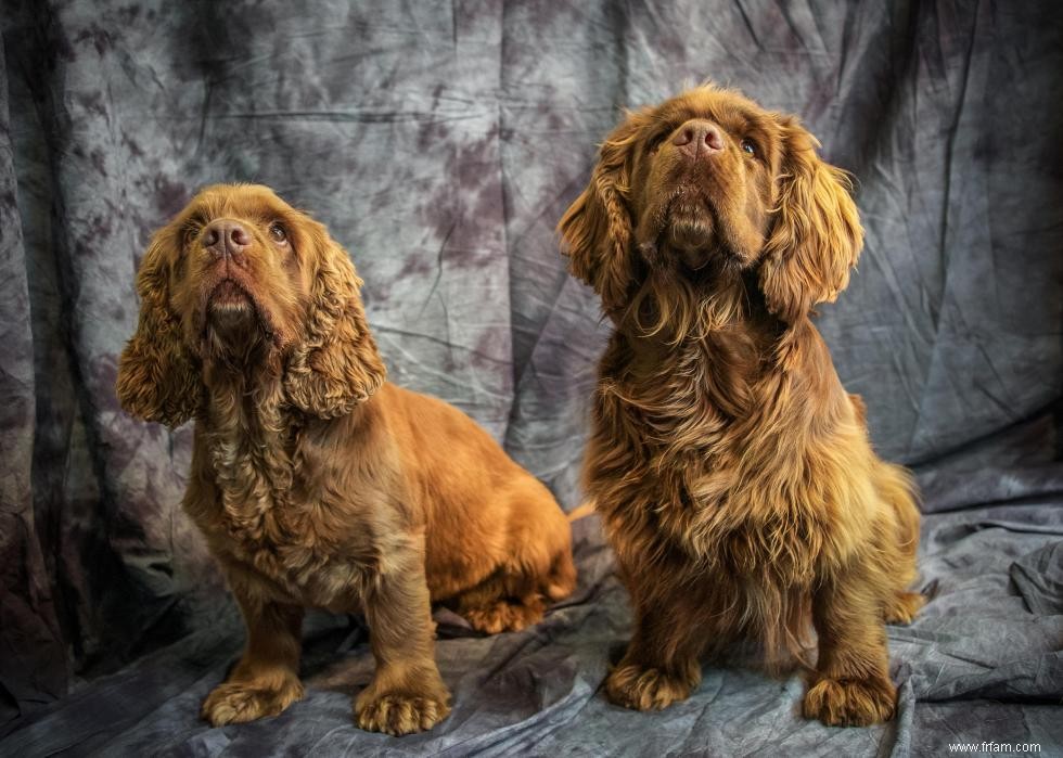 Races de chiens les moins populaires en Amérique 