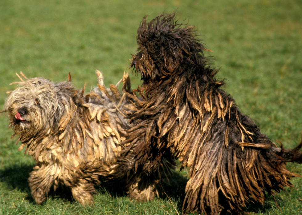 Races de chiens les moins populaires en Amérique 