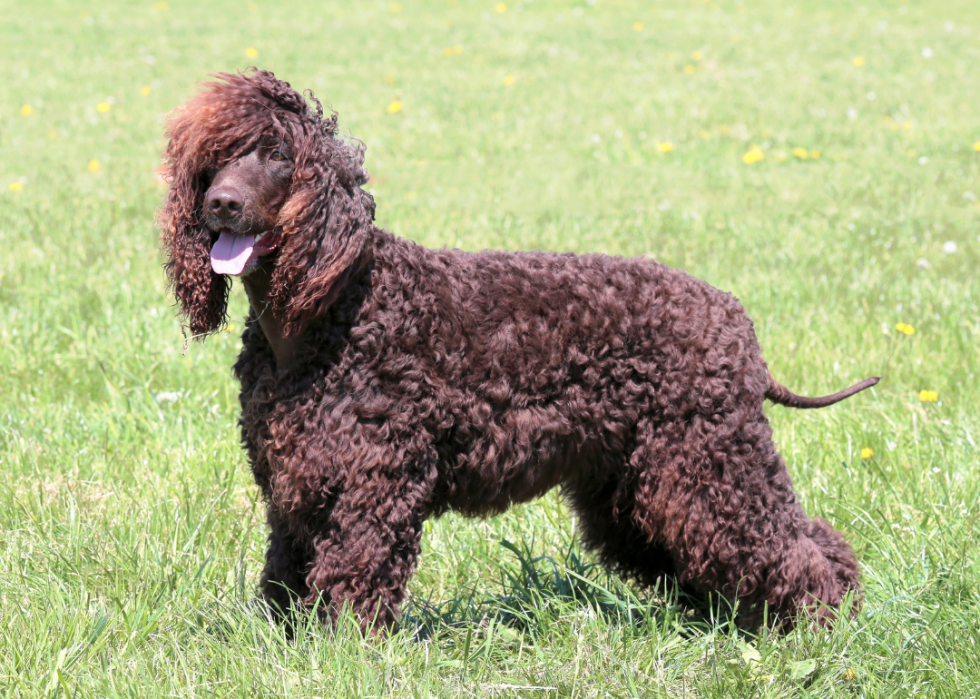 Races de chiens les moins populaires en Amérique 