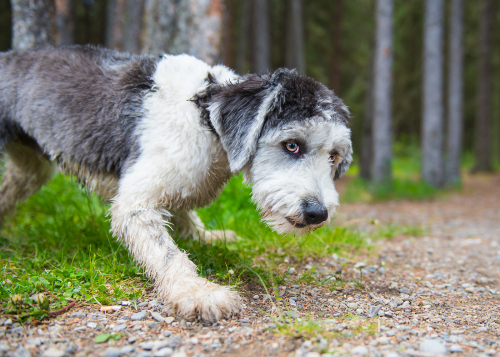 Races de chiens les moins populaires en Amérique 