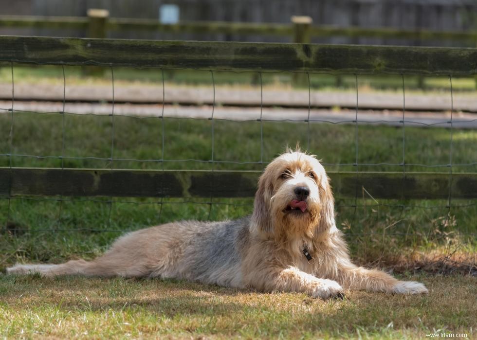 Races de chiens les moins populaires en Amérique 