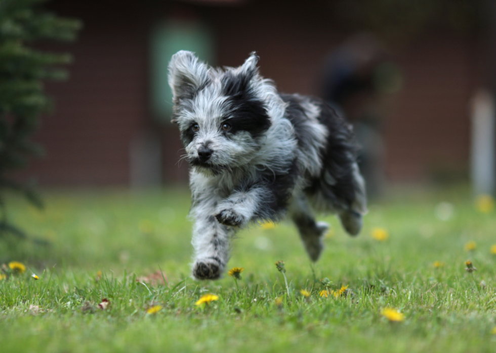 Races de chiens les moins populaires en Amérique 