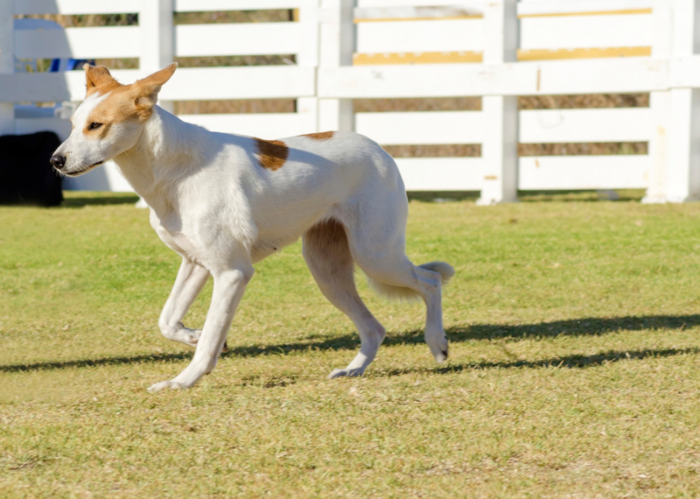 Races de chiens les moins populaires en Amérique 