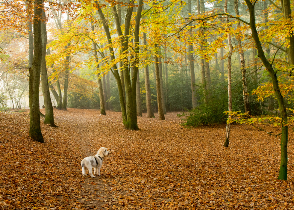 Races de chiens les moins populaires en Amérique 