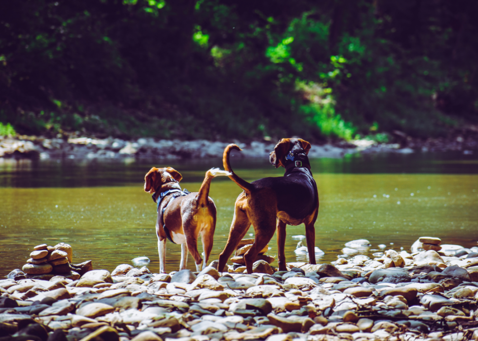 Races de chiens les moins populaires en Amérique 