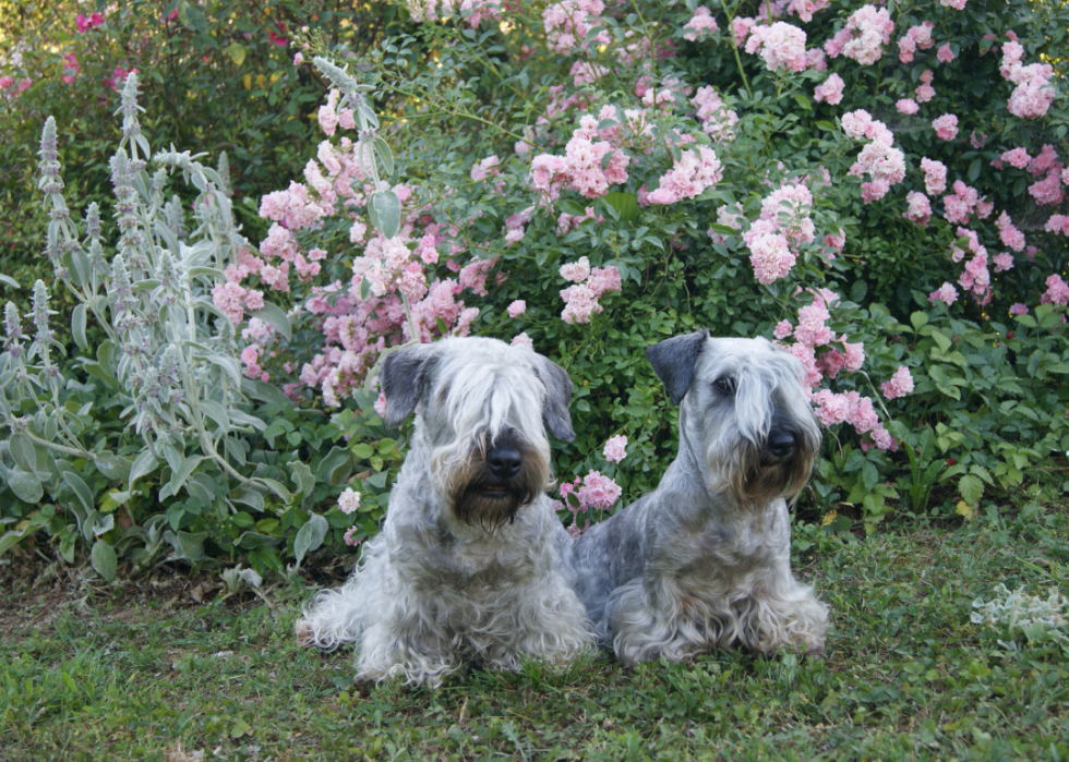 Races de chiens les moins populaires en Amérique 