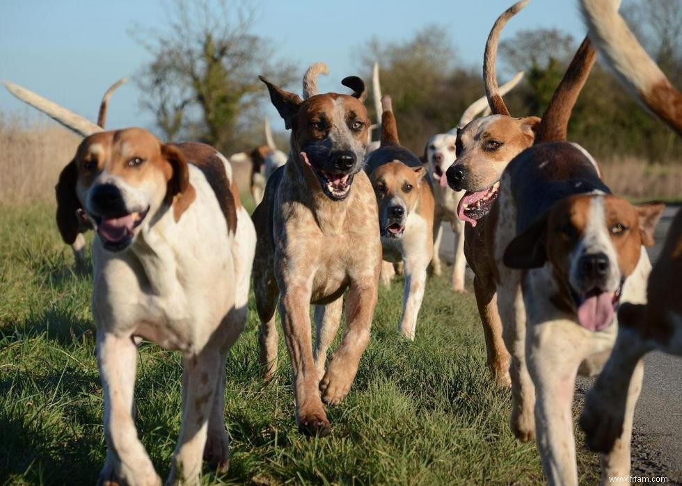 Races de chiens les moins populaires en Amérique 