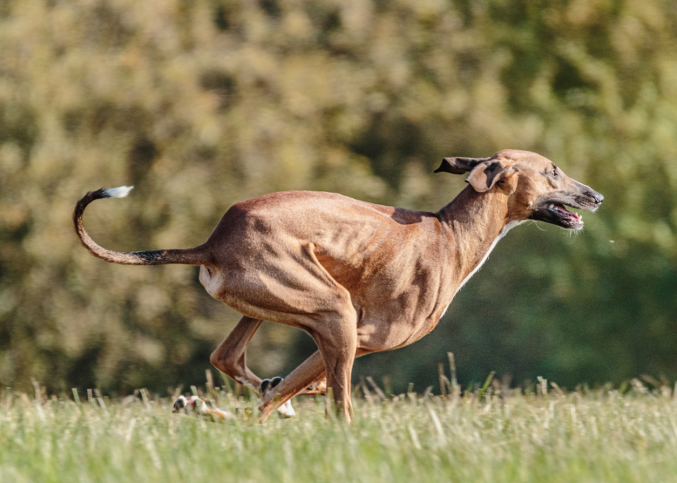 Races de chiens les moins populaires en Amérique 