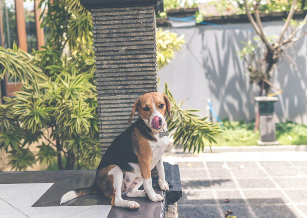 Races de chiens les moins populaires en Amérique 