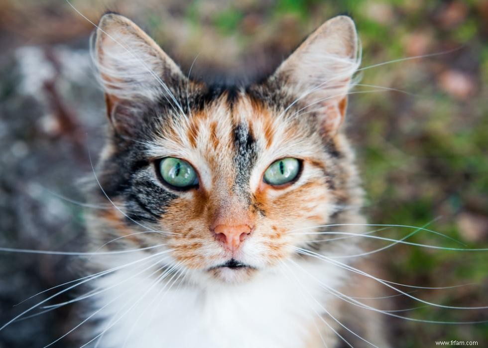 Pourquoi les chats ont-ils des moustaches ? Et des réponses à 50 autres questions sur les chatons 