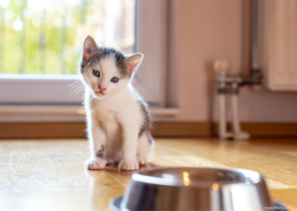 Pourquoi les chats ont-ils des moustaches ? Et des réponses à 50 autres questions sur les chatons 