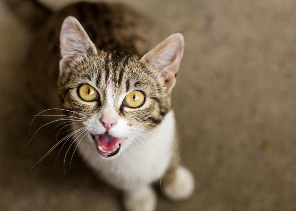 Pourquoi les chats ont-ils des moustaches ? Et des réponses à 50 autres questions sur les chatons 