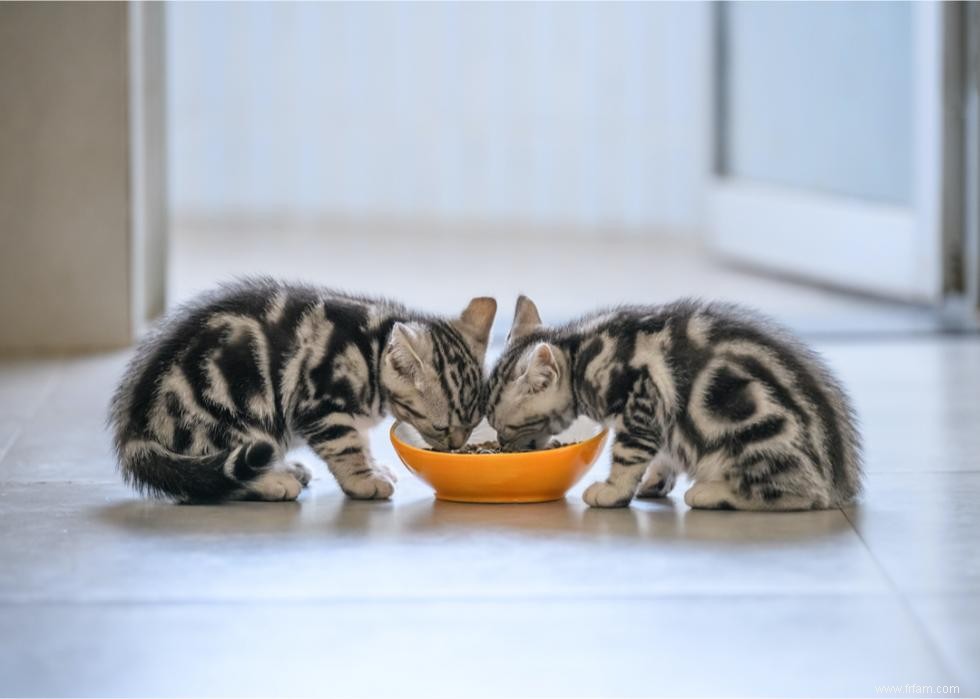 Pourquoi les chats ont-ils des moustaches ? Et des réponses à 50 autres questions sur les chatons 